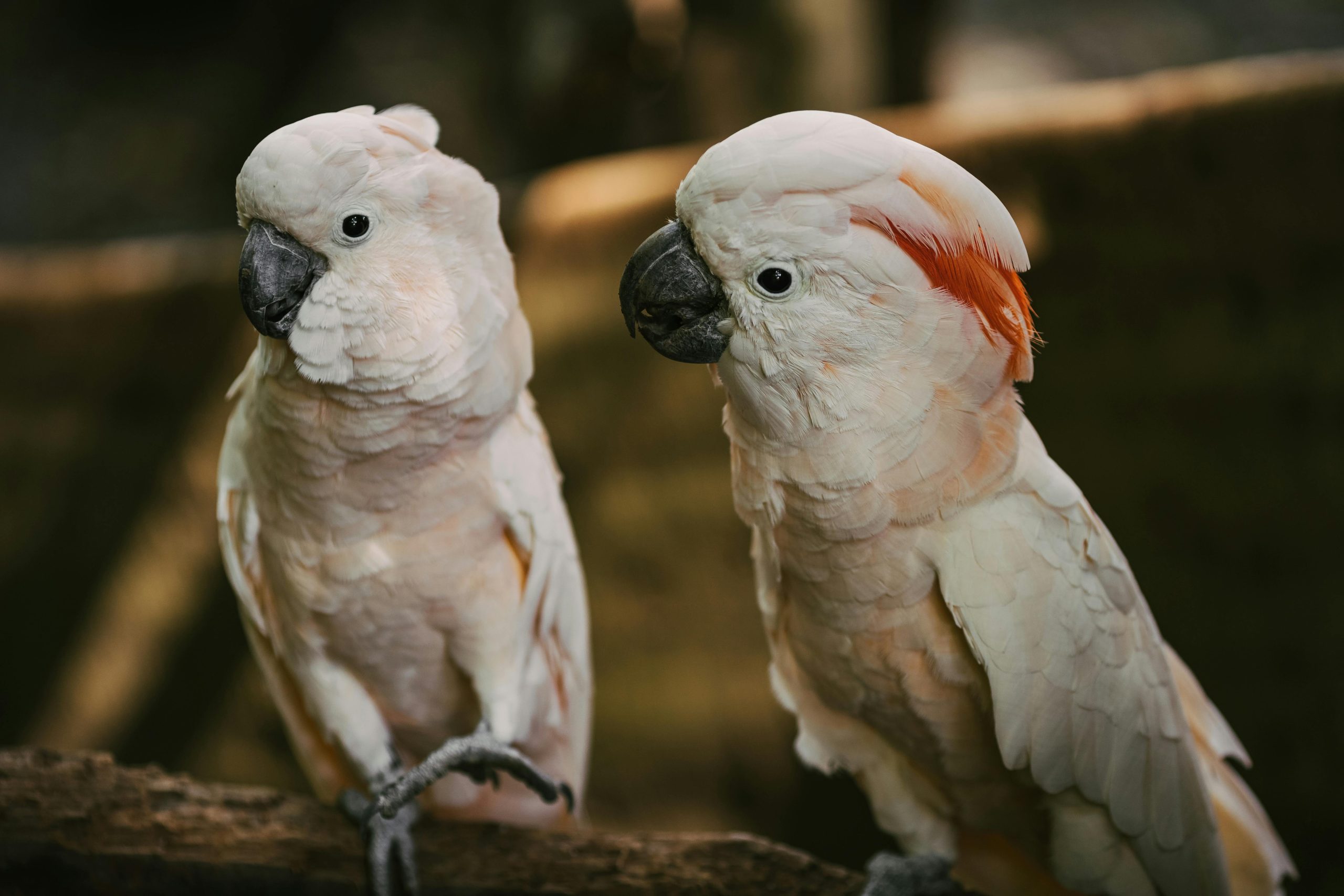 Especialistas en aves exóticasTodo para el cuidado de tus aves