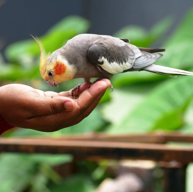 Rey del Bosque tienda especializada en aves