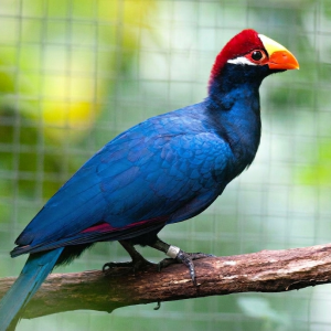 Turaco violeta