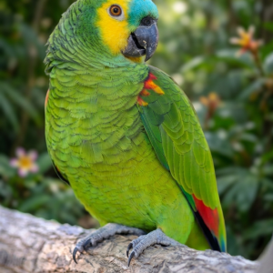 Amazona frente azul