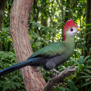 Turaco Cresta Roja