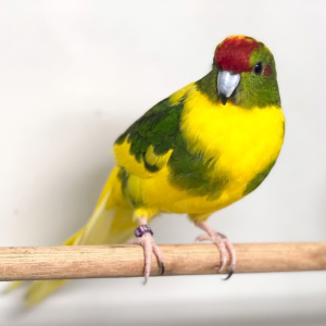 Kakariki
