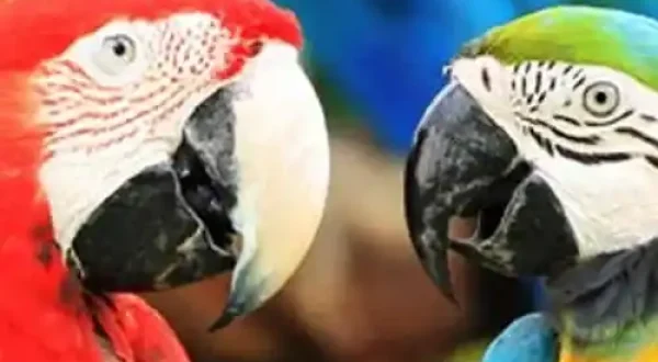 baner celu 2_11zon_11zon