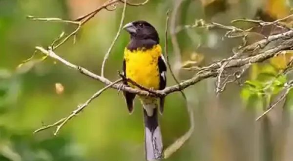 banner celu 3_11zon_11zon